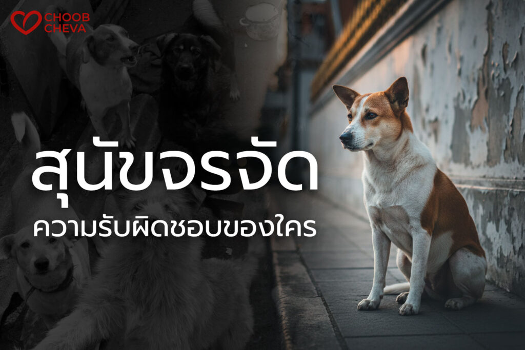 สุนัขจรจัด