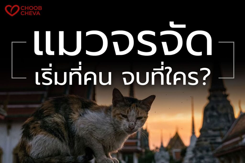 แมวจรจัด