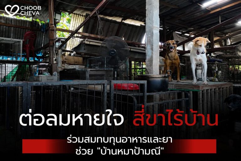บ้านหมาป้ามณี